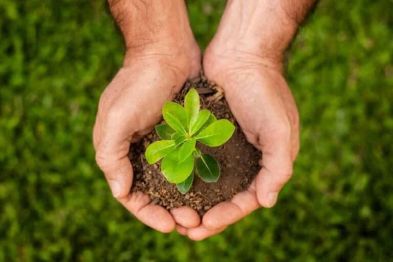 Hands holding small plant